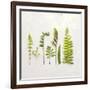 Flat Lay Ferns IV-Felicity Bradley-Framed Art Print