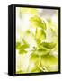 Flat-Leaf Parsley-null-Framed Stretched Canvas