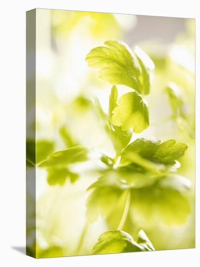 Flat-Leaf Parsley-null-Stretched Canvas