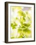 Flat-Leaf Parsley-null-Framed Photographic Print