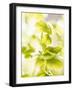 Flat-Leaf Parsley-null-Framed Photographic Print