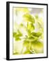 Flat-Leaf Parsley-null-Framed Photographic Print