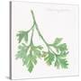 Flat Leaf Parsley-Chris Paschke-Stretched Canvas