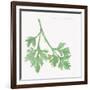 Flat Leaf Parsley-Chris Paschke-Framed Art Print