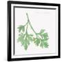 Flat Leaf Parsley-Chris Paschke-Framed Art Print