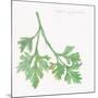 Flat Leaf Parsley-Chris Paschke-Mounted Art Print