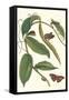 Flat-Leaved Vanila Plant with a Gulf Fritillary-Maria Sibylla Merian-Framed Stretched Canvas