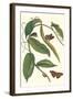 Flat-Leaved Vanila Plant with a Gulf Fritillary-Maria Sibylla Merian-Framed Art Print