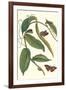 Flat-Leaved Vanila Plant with a Gulf Fritillary-Maria Sibylla Merian-Framed Art Print