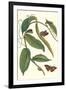 Flat-Leaved Vanila Plant with a Gulf Fritillary-Maria Sibylla Merian-Framed Art Print