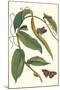 Flat-Leaved Vanila Plant with a Gulf Fritillary-Maria Sibylla Merian-Mounted Art Print