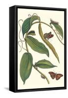 Flat-Leaved Vanila Plant with a Gulf Fritillary-Maria Sibylla Merian-Framed Stretched Canvas