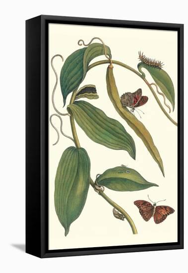 Flat-Leaved Vanila Plant with a Gulf Fritillary-Maria Sibylla Merian-Framed Stretched Canvas