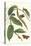Flat-Leaved Vanila Plant with a Gulf Fritillary-Maria Sibylla Merian-Stretched Canvas