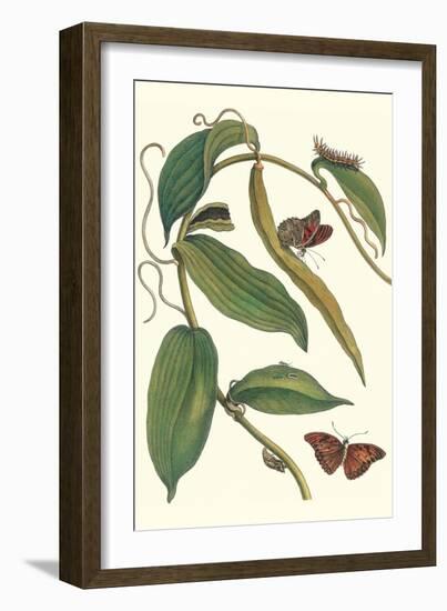 Flat-Leaved Vanila Plant with a Gulf Fritillary-Maria Sibylla Merian-Framed Art Print