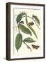 Flat-Leaved Vanila Plant with a Gulf Fritillary-Maria Sibylla Merian-Framed Art Print