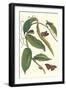 Flat-Leaved Vanila Plant with a Gulf Fritillary-Maria Sibylla Merian-Framed Art Print