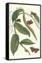 Flat-Leaved Vanila Plant with a Gulf Fritillary-Maria Sibylla Merian-Framed Stretched Canvas