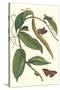 Flat-Leaved Vanila Plant with a Gulf Fritillary-Maria Sibylla Merian-Stretched Canvas