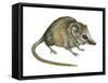 Flat-Skulled Marsupial Mouse (Planigale), Marsupial, Mammals-Encyclopaedia Britannica-Framed Stretched Canvas