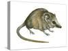 Flat-Skulled Marsupial Mouse (Planigale), Marsupial, Mammals-Encyclopaedia Britannica-Stretched Canvas