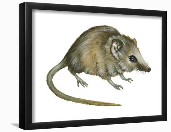 Flat-Skulled Marsupial Mouse (Planigale), Marsupial, Mammals-Encyclopaedia Britannica-Framed Poster