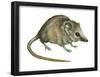 Flat-Skulled Marsupial Mouse (Planigale), Marsupial, Mammals-Encyclopaedia Britannica-Framed Poster