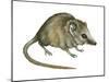 Flat-Skulled Marsupial Mouse (Planigale), Marsupial, Mammals-Encyclopaedia Britannica-Mounted Poster