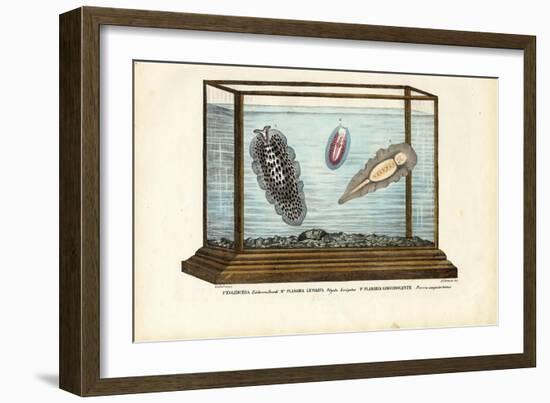 Flat Worms, 1863-79-Raimundo Petraroja-Framed Giclee Print