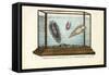 Flat Worms, 1863-79-Raimundo Petraroja-Framed Stretched Canvas