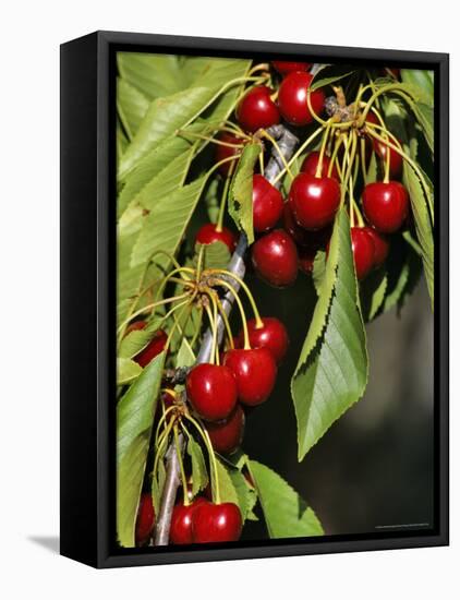 Flathead Cherries in Polson, Montana, USA-Chuck Haney-Framed Stretched Canvas