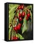 Flathead Cherries in Polson, Montana, USA-Chuck Haney-Framed Stretched Canvas