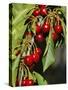 Flathead Cherries in Polson, Montana, USA-Chuck Haney-Stretched Canvas
