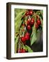 Flathead Cherries in Polson, Montana, USA-Chuck Haney-Framed Photographic Print