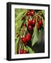 Flathead Cherries in Polson, Montana, USA-Chuck Haney-Framed Photographic Print