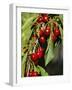 Flathead Cherries in Polson, Montana, USA-Chuck Haney-Framed Photographic Print