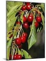 Flathead Cherries in Polson, Montana, USA-Chuck Haney-Mounted Photographic Print