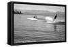 Flathead Lake, Montana, View of a Man Water-Skiing, Couple in Speedboat-Lantern Press-Framed Stretched Canvas