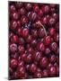 Flathead Sweet Cherries, Montana, USA-Chuck Haney-Mounted Photographic Print