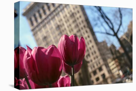 Flatiron Building NYC as Seen Through Flowers-null-Stretched Canvas