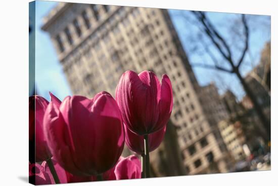 Flatiron Building NYC as Seen Through Flowers-null-Stretched Canvas