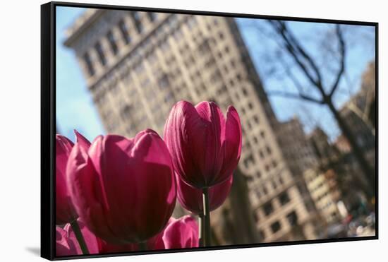 Flatiron Building NYC as Seen Through Flowers-null-Framed Stretched Canvas