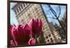 Flatiron Building NYC as Seen Through Flowers-null-Framed Photo