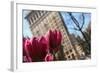 Flatiron Building NYC as Seen Through Flowers-null-Framed Photo