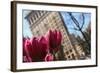 Flatiron Building NYC as Seen Through Flowers-null-Framed Photo