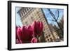 Flatiron Building NYC as Seen Through Flowers-null-Framed Photo