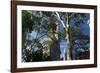 Flatiron Building with Trees-Robert Goldwitz-Framed Premium Photographic Print