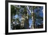 Flatiron Building with Trees-Robert Goldwitz-Framed Premium Photographic Print