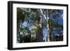 Flatiron Building with Trees-Robert Goldwitz-Framed Photographic Print