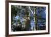 Flatiron Building with Trees-Robert Goldwitz-Framed Photographic Print